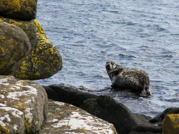 View of turtle on rock