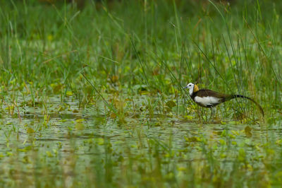 Bird in a lake