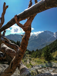 View of tree against mountain range