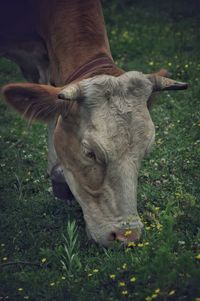 Close-up of cow on field