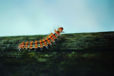 Close-up of insect on wood against clear sky