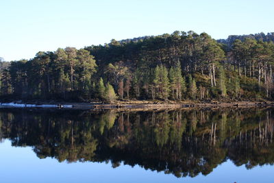 Reflection of trees in calm lake