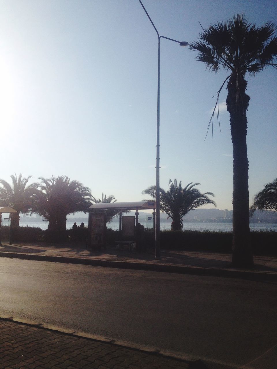 VIEW OF PALM TREES