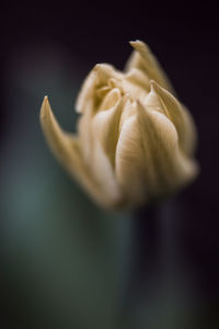 Close-up of wilted flower against black background