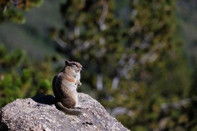 Close-up of squirrel on rock