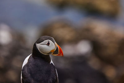 Puffin standing on a rock cliff . fratercula arctica 