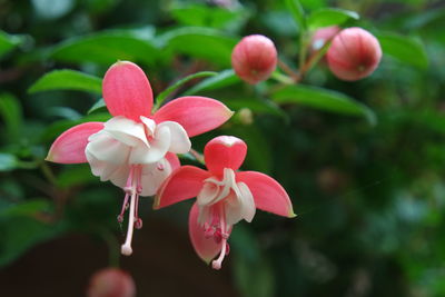 Close-up of pink flowers