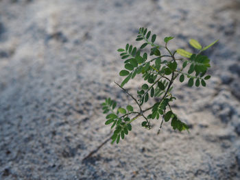 Close-up of plant