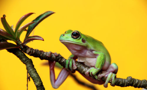 Close-up of frog on branch against yellow background