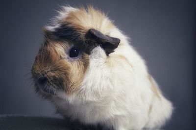 Close-up of a guinea pig looking away