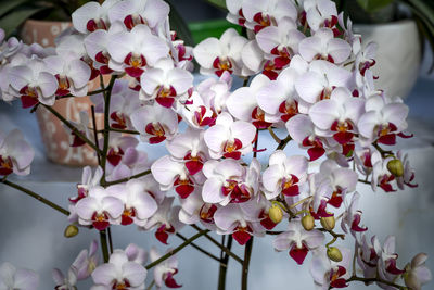 Close-up of white cherry blossoms