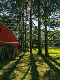 Trees on field