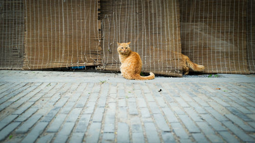 Portrait of cat sitting on cobblestone street