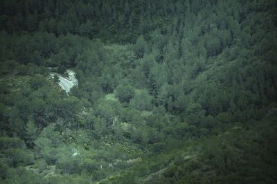 Scenic view of forest