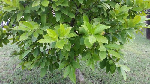 Close-up of fresh green plants