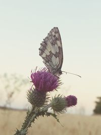 Close-up of flowers against blurred background