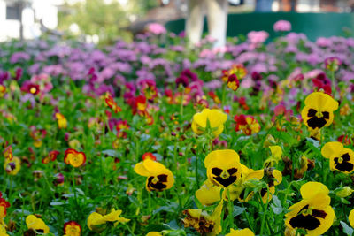 Close-up of yellow flowering plants