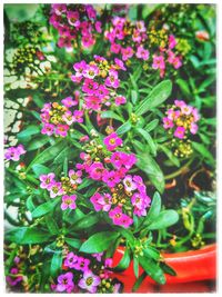 Close-up of flowers blooming outdoors