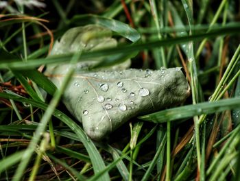 Close-up of raindrops on grass