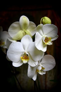 Close-up of flowers blooming outdoors