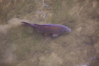 High angle view of fish swimming in water