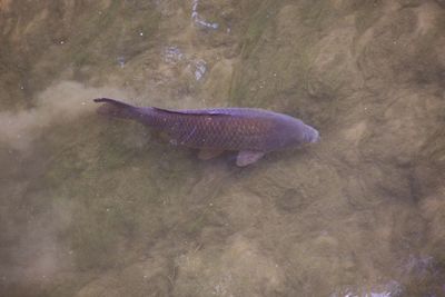 High angle view of fish swimming in water