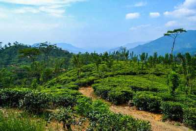 Plants growing on land against sky