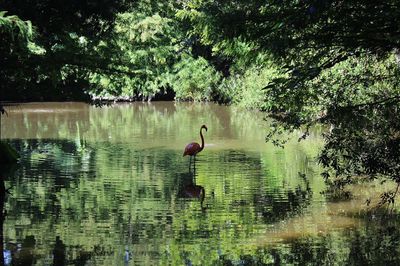 Swan in lake