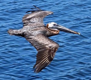 Close-up of bird flying over sea