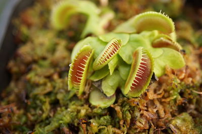 Close-up of fresh green plant