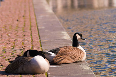 Close-up of duck in water