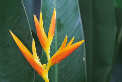 Close-up of orange flowering plant