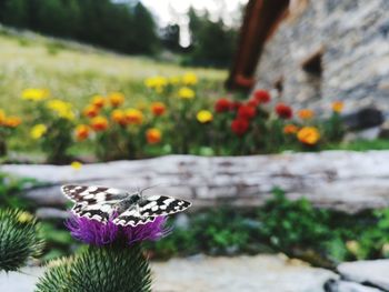 Close-up of butterfly pollinating on flower