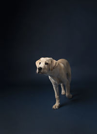 Yellow lab puppy walking on dark blue background looking camera left