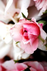 Close-up of pink rose flower