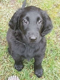 Portrait of black dog lying on grass