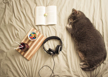 Cat sleeping by book with headphones and food on bed