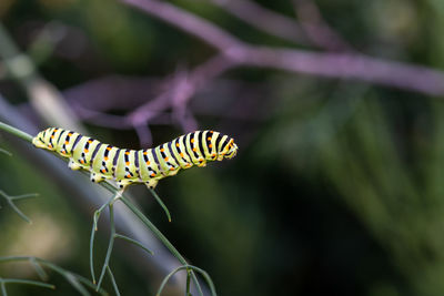 Close-up of caterpillar on plant