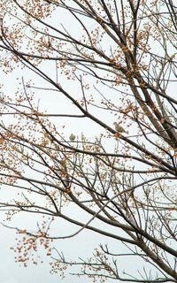 Low angle view of bare tree against sky