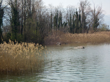 View of ducks swimming in lake