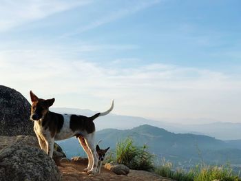Dogs standing on mountain against sky