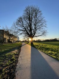 Road amidst bare trees on field against the sky on sunset in cambridge, uk 