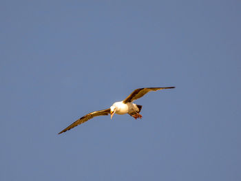 Low angle view of eagle flying in sky