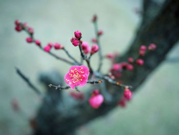 Close-up of flower buds