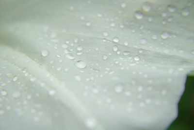 Close-up of water drops on leaf