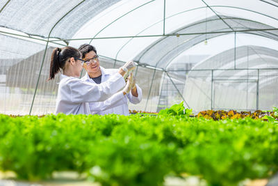 Woman working in greenhouse