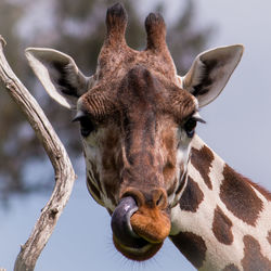 Close-up portrait of giraffe