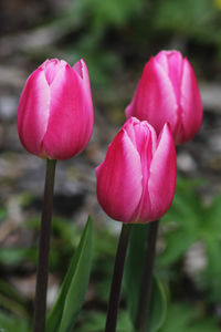 Close-up of pink tulip