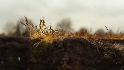 Close-up of plants growing on field