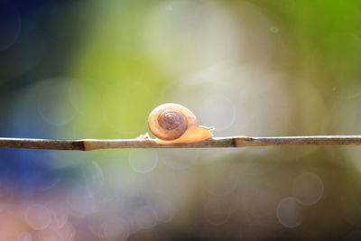 Close-up of snail on leaf